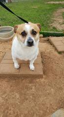 Chi-Corgi Dogs for adoption in Scottsboro, AL, USA