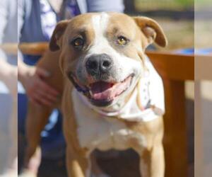 American Staffordshire Terrier-Unknown Mix Dogs for adoption in San Antonio, TX, USA