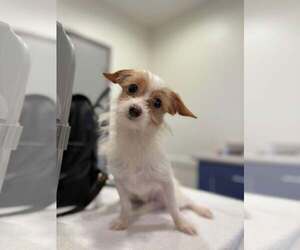 Chihuahua-Unknown Mix Dogs for adoption in Visalia, CA, USA