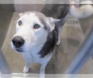 Siberian Husky Dogs for adoption in Orange, CA, USA