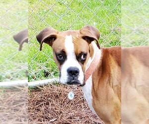 Boxer Dogs for adoption in Dalzell, SC, USA