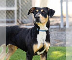 Rottweiler-Unknown Mix Dogs for adoption in Camarillo, CA, USA