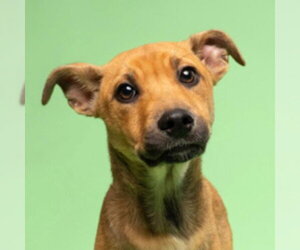 German Shepherd Dog-Unknown Mix Dogs for adoption in Canton, CT, USA