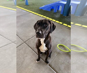 Great Dane-Staffordshire Bull Terrier Mix Dogs for adoption in Salt Lake City, UT, USA