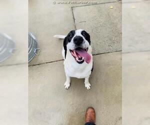 Lab-Pointer Dogs for adoption in Palmetto, FL, USA