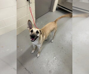 Mutt Dogs for adoption in Sanford, FL, USA