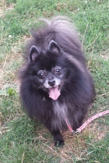 Pomeranian Dogs for adoption in FAIRLAWN, OH, USA
