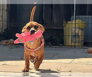 Chiweenie Dogs for adoption in Fremont, CA, USA