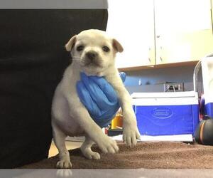 Chihuahua-Unknown Mix Dogs for adoption in Riverside, CA, USA
