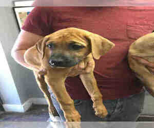 German Shepherd Dog Dogs for adoption in Fort Walton Beach, FL, USA