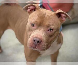 American Staffordshire Terrier Dogs for adoption in Tallahassee, FL, USA