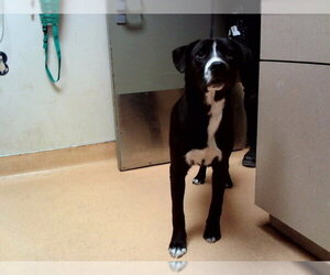 Borador Dogs for adoption in Martinez, CA, USA