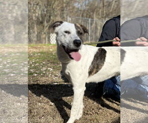 Mutt Dogs for adoption in Crandall, GA, USA