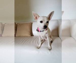 Medium Photo #1 Chihuahua Puppy For Sale in Monterey, VA, USA