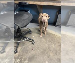 American Staffordshire Terrier-Unknown Mix Dogs for adoption in Tallahassee, FL, USA