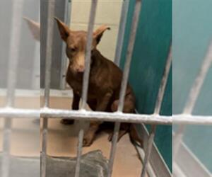 Labrador Retriever-Unknown Mix Dogs for adoption in Texas City, TX, USA