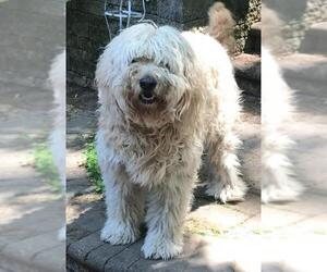 Labradoodle Dogs for adoption in Doylestown, PA, USA