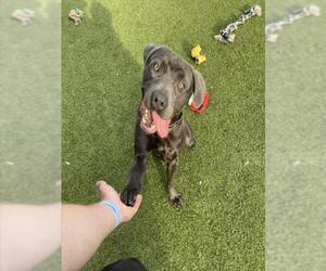 Labrador Retriever Dogs for adoption in Derwood, MD, USA