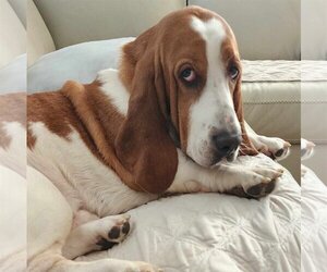 Basset Hound Dogs for adoption in Brookville, OH, USA