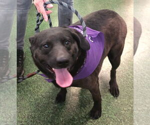 Labrador Retriever Dogs for adoption in Golden Valley, AZ, USA