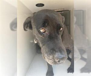 Labrador Retriever-Unknown Mix Dogs for adoption in Houston, TX, USA