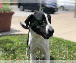 Border Collie-Unknown Mix Dogs for adoption in Urbana, IL, USA