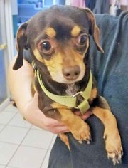 Chiweenie Dogs for adoption in Griffin, GA, USA