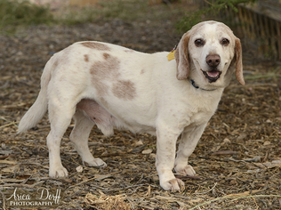 Medium Photo #1 Beagle Puppy For Sale in Las Vegas, NV, USA