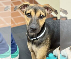 Mutt Dogs for adoption in Jefferson, NJ, USA