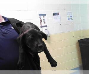 American Pit Bull Terrier-Unknown Mix Dogs for adoption in Tulsa, OK, USA