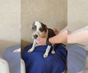 Boxer-Unknown Mix Dogs for adoption in Amarillo, TX, USA