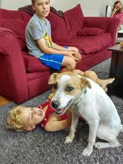 Small Jack Russell Terrier-Labrador Retriever Mix