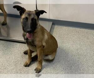 Mutt Dogs for adoption in Visalia, CA, USA