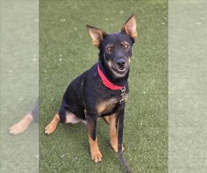 German Shepherd Dog-Unknown Mix Dogs for adoption in Las Vegas, NV, USA