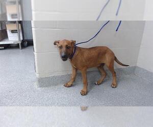 Labrador Retriever-Unknown Mix Dogs for adoption in Pasadena, TX, USA