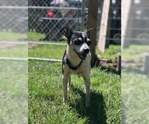 Jack Russell Terrier Dogs for adoption in Freeport, FL, USA