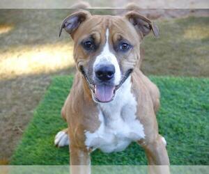 Boxer-Unknown Mix Dogs for adoption in Tallahassee, FL, USA