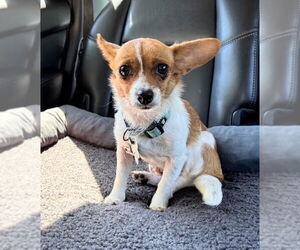 Chihuahua-Unknown Mix Dogs for adoption in Holly Springs, NC, USA