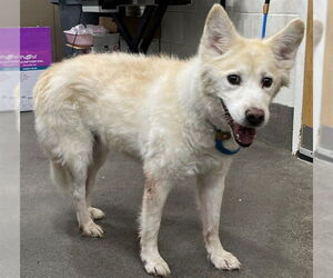 American Eskimo Dog-Labrador Retriever Mix Dogs for adoption in Forestville, MD, USA