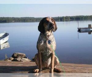 Coonhound Dogs for adoption in Ontario, Ontario, Canada