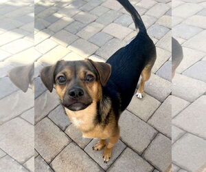 Chihuahua-Unknown Mix Dogs for adoption in Corona, CA, USA
