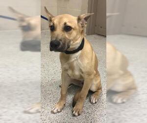 Labrador Retriever-Unknown Mix Dogs for adoption in Conroe, TX, USA