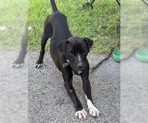 American Pit Bull Terrier Dogs for adoption in Houston, TX, USA