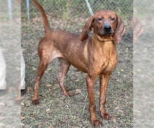 Redbone Coonhound Dogs for adoption in Gainesville, FL, USA