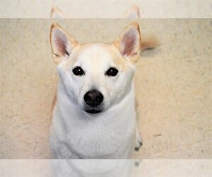 Basenji-Shiba Inu Mix Dogs for adoption in Olathe, KS, USA
