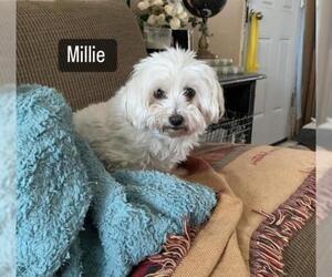 Maltese Dogs for adoption in Westwood, NJ, USA