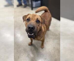 Chinese Shar-Pei-Unknown Mix Dogs for adoption in Jasper, IN, USA
