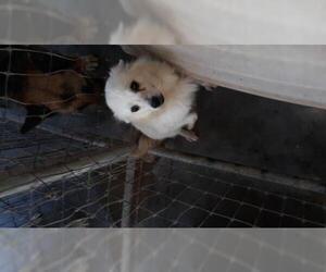 American Eskimo Dog Dogs for adoption in Bonifay, MO, USA