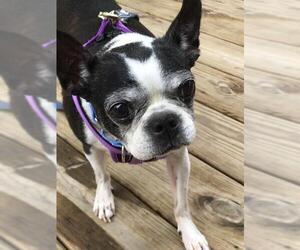 Boston Terrier Dogs for adoption in Gulfport, MI, USA