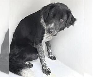 Australian Shepherd Dogs for adoption in Houston, TX, USA